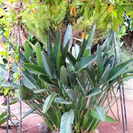 Rural Senderos De Abona 3*