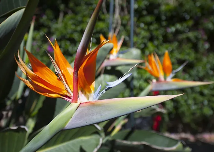 Rural Senderos De Abona