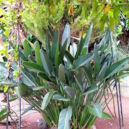 فندق Rural Senderos De Abona غراناديا دي أبونا