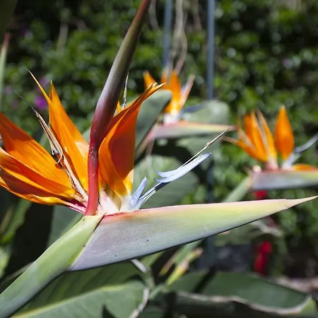 Rural Senderos De Abona